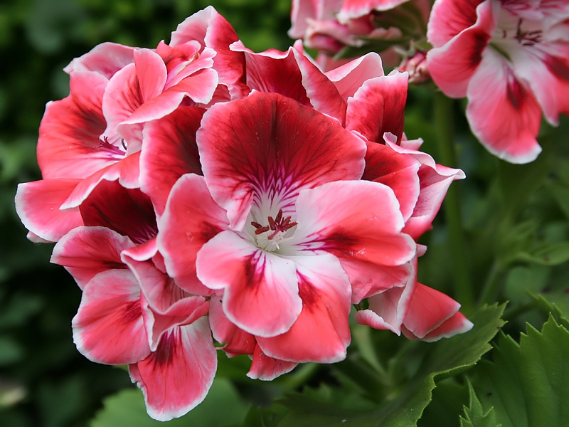 Pelargonium domesticum Franse geranium 